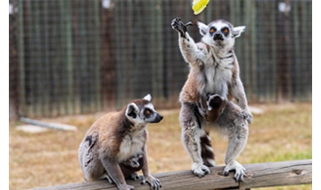 İzmir Doğal Hayat Parkı’nda bebek heyecanı